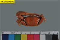 藏品(弧邊管招潮蟹)的圖片